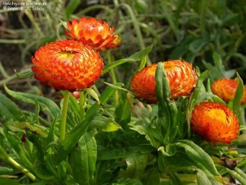 100 ORANGE DOUBLE STRAWFLOWER Helichrysum Monstrosum Flower Seeds 100 ORANGE DOUBLE STRAWFLOWER Helichrysum Monstrosum Flower Seeds