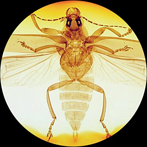 4 AmScope+PS25W+Microscope+Biological+Education