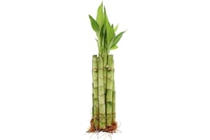 NW Wholesaler - 8" Live Lucky Bamboo Plant - Bundle of 10 Stalks - Live Indoor Houseplants for Home Decor, Live Bamboo Plant, Indoor Low Light Plants, Feng Shui