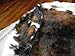 rodeo Genuine Cowhide Rug - Dark Tricolor Leather Hide for Living Room, Bedroom, & Western Home Decor - Natural 6'x8' Real Cowhide Area Rug - Extra Large Size Cowhide Rugs