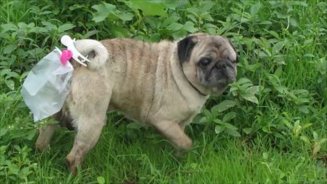 Scoop Dog Hands-Free Poop Collection Device For Puppies & Small Breed Dogs(1 Reusable Clip & 30 Bags With Frame)