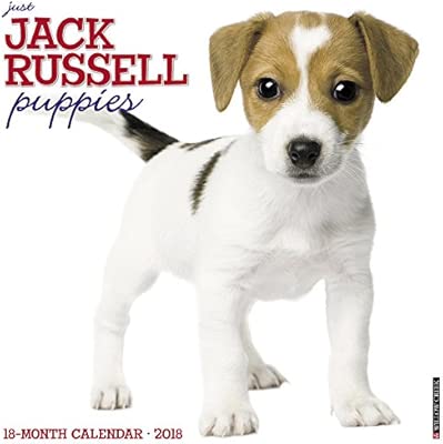 Jack Russell Puppies Amazon Co Uk Willow Creek 0709786041312 Books