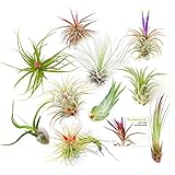 The Drunken Gnome Tillandsia Air Plants, Small (10-Pack Assorted)