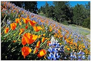 MARDE ROSS & COMPANY Bulk: California Native Mixed Wildflowers - 13 Choice Varieties of California Natives 1 Oz.