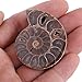 2pcs Shell Specimen Ammonite Madagascar Extinct Stones and Minerals for Basic Biological Science Education (4cm)