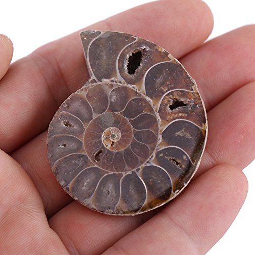 4 Specimen+Ammonite+Madagascar+Biological+Education