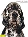 Humeur de chien by 