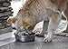 Our Pets Durapet Premium Rubber-Bonded Stainless Steel Dog Bowl 4.5 Quart, 13 Cups, 10.9
