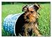 0060 pc Puppy Pail Cardboard Jigsaw