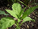 500 EPAZOTE SEEDS - Chenopodium Ambrosoides AKA