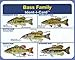 Ident-I-Cards Bass Family Freshwater Fish Identification Card