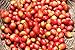 Nicaragua (1 LB) Cascara, Direct Trade, Brewing Instructions Included