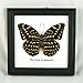 Thai Productz 9 x Framed Wall Decor Real Beautiful Butterfly Display Insect Taxidermy 5