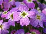 1000 EVENING (NIGHT) SCENTED STOCK Matthiola Bicornis Flower Seeds