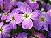 1000 EVENING (NIGHT) SCENTED STOCK Matthiola Bicornis Flower Seeds