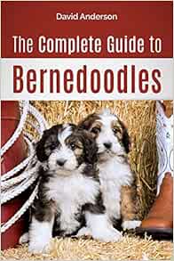 bernedoodles available now