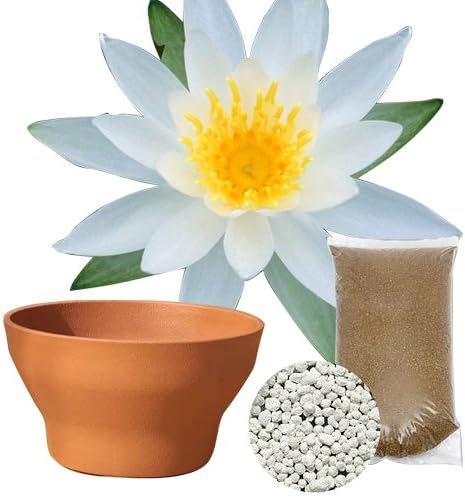 Amazon Co Jp ビオトープ 睡蓮 睡蓮 スイレン 白 １株 睡蓮鉢３６０テラコッタブラウン ビオの土 固形栄養素 説明書付き 沖縄不可 休眠株 ホーム キッチン