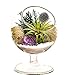Bliss Gardens Air Plant Terrarium Kit - 4