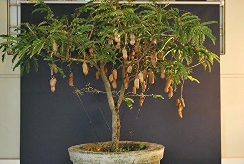 Amazon Com Enano Bonsai Tamarindo Enano Tamarindus Indica 5 Fresh Seedsdwarf Arboles Frutales Jardin Y Exteriores