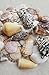 Beach Sea Shells in Mixed Colors, Approx. 50pcs Sizes 1
