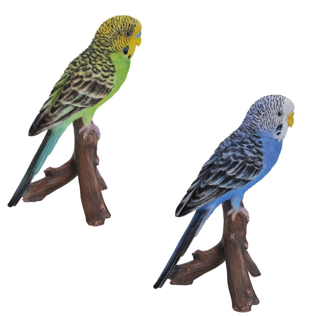Blue Budgerigar