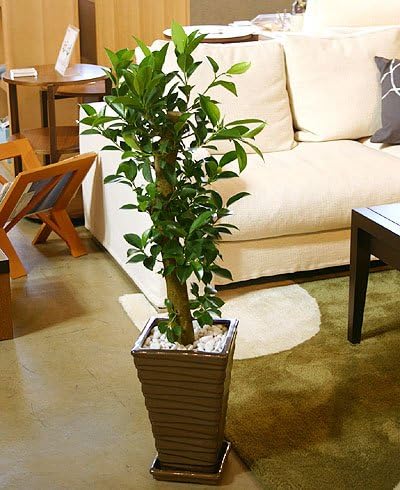 Amazon いい庭 観葉植物 多幸の木 ガジュマル中 ブラウンスクエア ｓ いい庭 観葉植物 通販