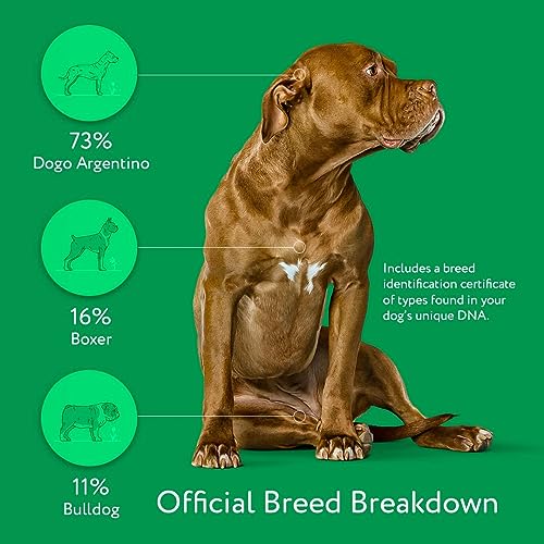 DNA My Dog Trusted & Affordable Breed Identification Test | 350+ Breeds Identified with 99%+ Accuracy | Complete Breed Analysis, Personality and Behavior Insights | Easy Cheek Swab, Results in 2 Weeks
