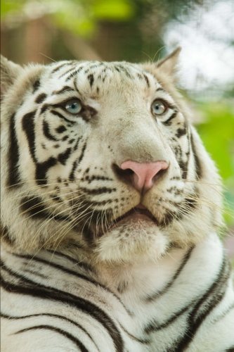 White Bengal Tiger Portrait Journal: 150 page lined notebook/diary