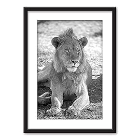 Framed Wall Art - Male Lion in Black White - Black Picture Frames White Matting - 23x31 inches