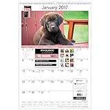 AT-A-GLANCE Wall Calendar 2017, Monthly,  15-1/2 x 22-3/4