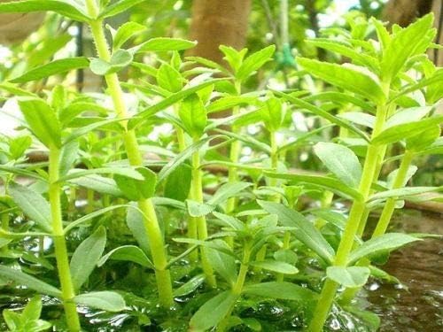 AGROBITS New100 Seeds Limnophila Aromatica Rare Ancient ???? Vegetable Thailand