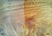 Organic Beeswax Wood Sealant and Furniture Polish ~ unscented ~ 2oz.