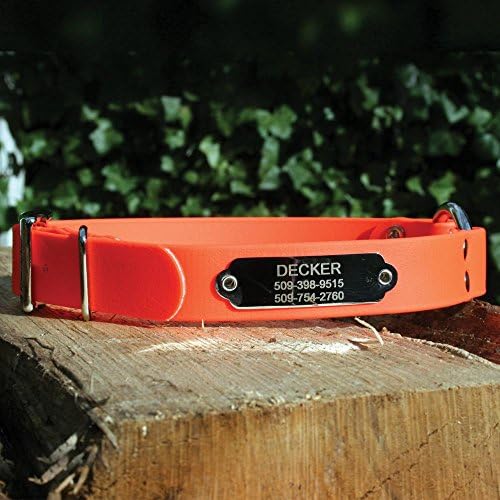 orange dog collar with nameplate