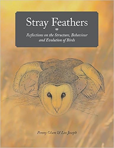 Stray Feathers Reflections On The Structure Behaviour And