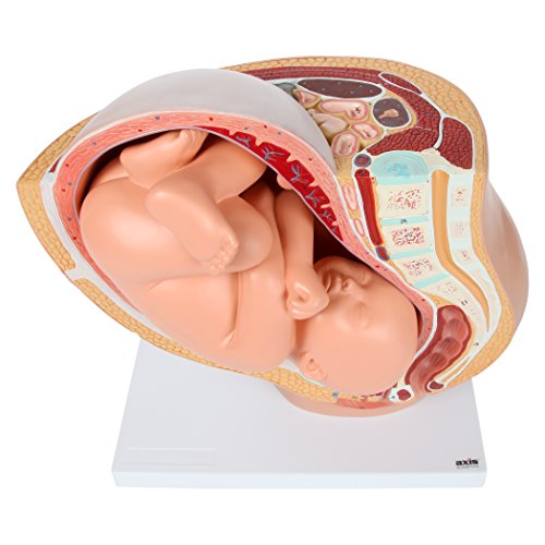 image for Axis Scientific Anatomy Model of Pregnancy Pelvis | Includes a Full-Te
