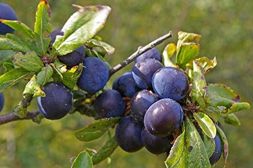Privick Mill Nursery / 50 Seeds/Prunus Spinosa/Shrub/Blackthorn/Sloe