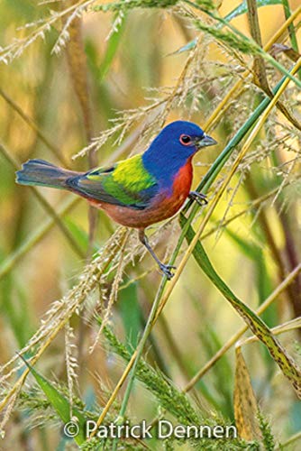 Sierra Club Engagement Calendar 2021 | Pricepulse