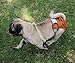 wegreeco Washable Female Dog Diapers (Pack of 3)