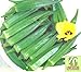 Liveseeds - Indian Okra-Chanchal 30 Finest Seeds