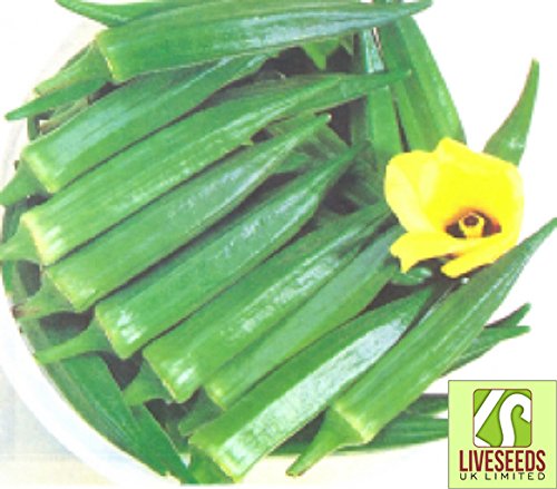 Liveseeds - Indian Okra-Chanchal 30 Finest Seeds Liveseeds - Indian Okra-Chanchal 30 Finest Seeds