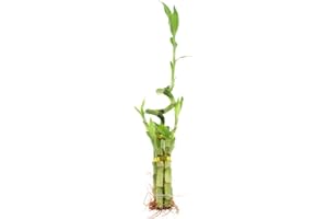 5-Stalk Live Lucky Bamboo Arrangement with Spiral Stalk - Live Indoor Bamboo Plant for Home Decor, Arts & Crafts, Zen Garden, and Feng Shui - NW Wholesaler