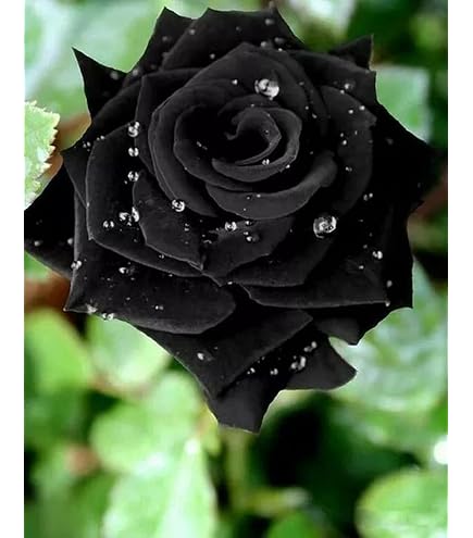 Rare 30Pcs Black Purple Rose Seeds Exotic Flower Perennial