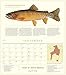 Trout of North America Wall Calendar 2020