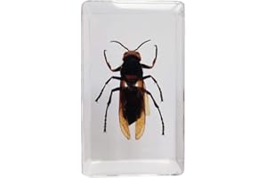 FlyingBean Real Asian Ground Hornet Insect Specimens in Resin Paperweight Crafts, Animal Taxidermy Collection for Science Education & Desk Ornament (Asian Ground Hornet)