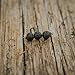 Essential Oil Diffuser & Aromatherapy Necklace | 3 Stone Lava Bead Jewelry | Stainless Steel Chain