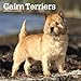 Cairn Terriers 2019 12 x 12 Inch Monthly Square Wall Calendar, Animals Dog Breeds Terriers by