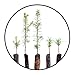 Christmas Tree Bundle | Collection of 5 Live Tree Seedlings | The Jonsteen Company