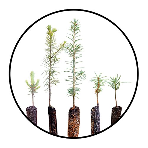 Christmas Tree Bundle | Collection of 5 Live Tree Seedlings | The Jonsteen Company Christmas Tree Bundle | Collection of 5 Live Tree Seedlings | The Jonsteen Company