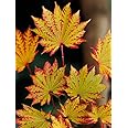 Autumn Moon Fullmoon Japanese Maple 2 - Year Live Plant