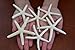 6 Pcs White Pencil Starfish Star Sea Shell Wedding Craft 3